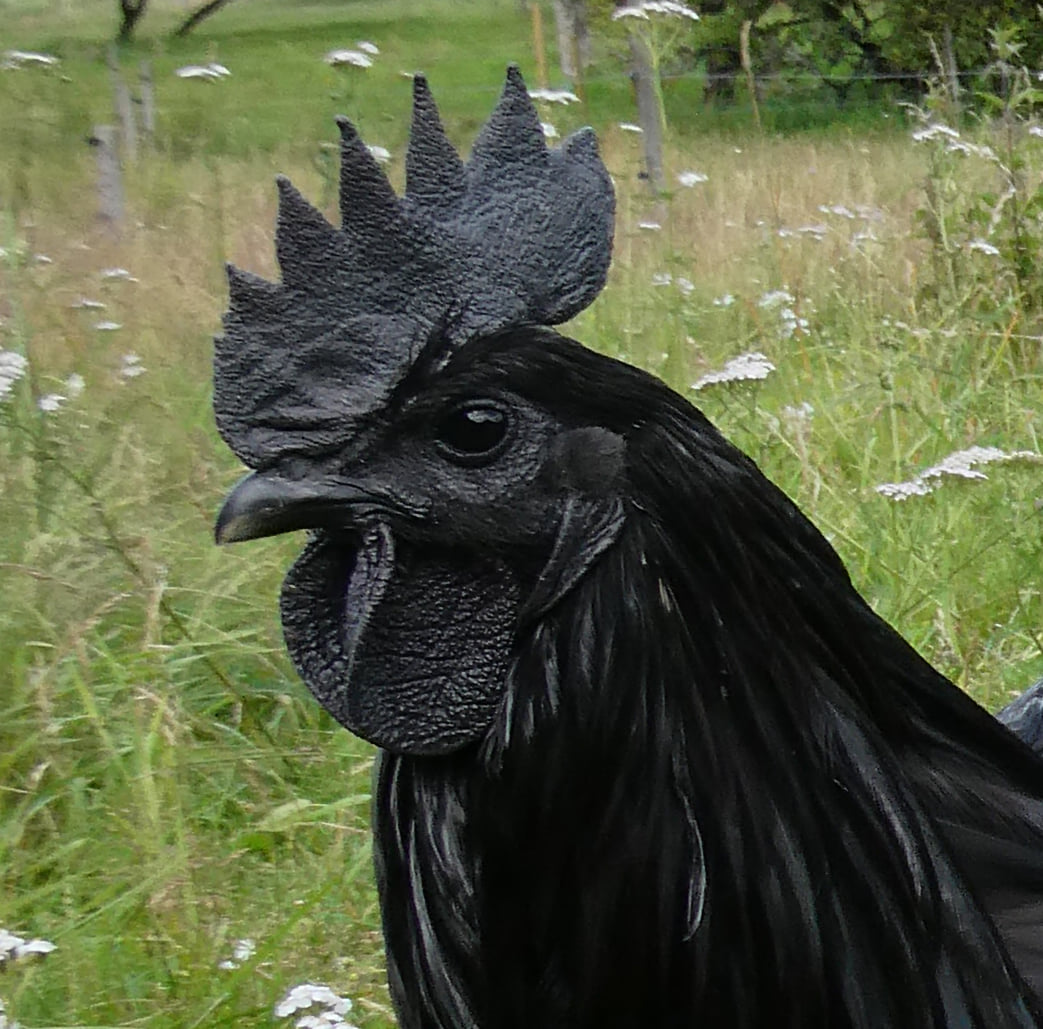 Svartmåndagstupp Vad passar inte bättre som bild för denna dag än en svart tupp då det är svart måndag i påskveckan.