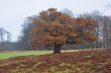 autumn-tree small